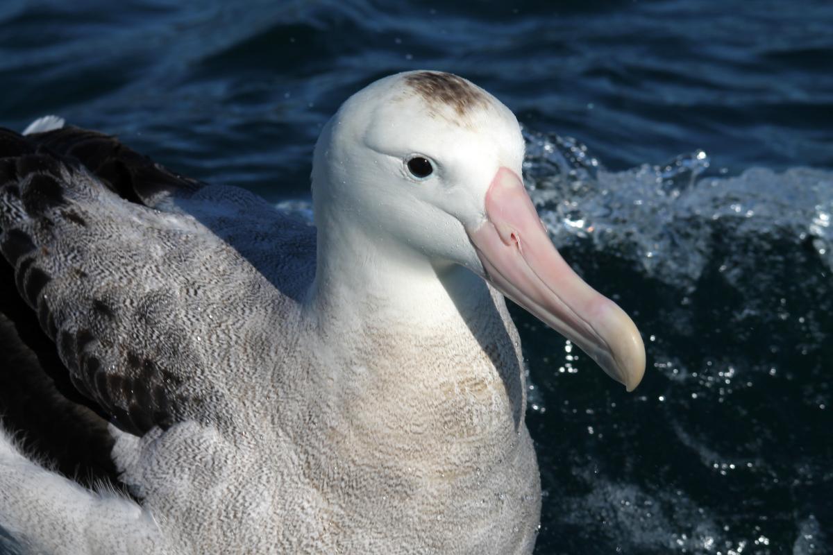Wandering Albatross (Diomedea exulans)